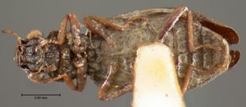 Media type: image;   Entomology 3062 Aspect: habitus ventral view